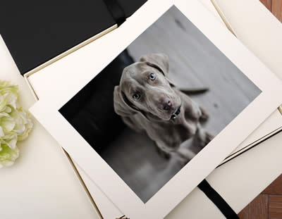 Black Signature Folio Box for Pet Portraiture